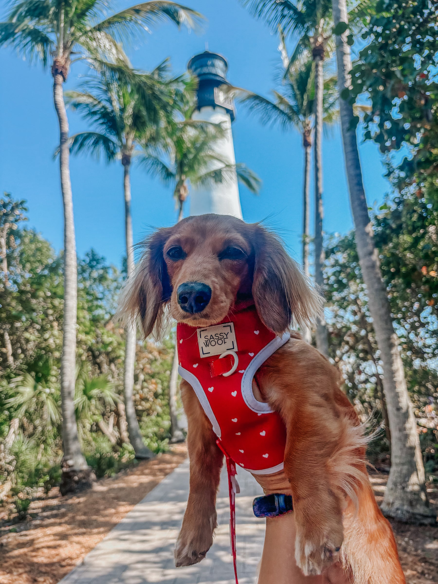 INFLUENCER_CONTENT | @MINIDOXFLAN | SIZE XS