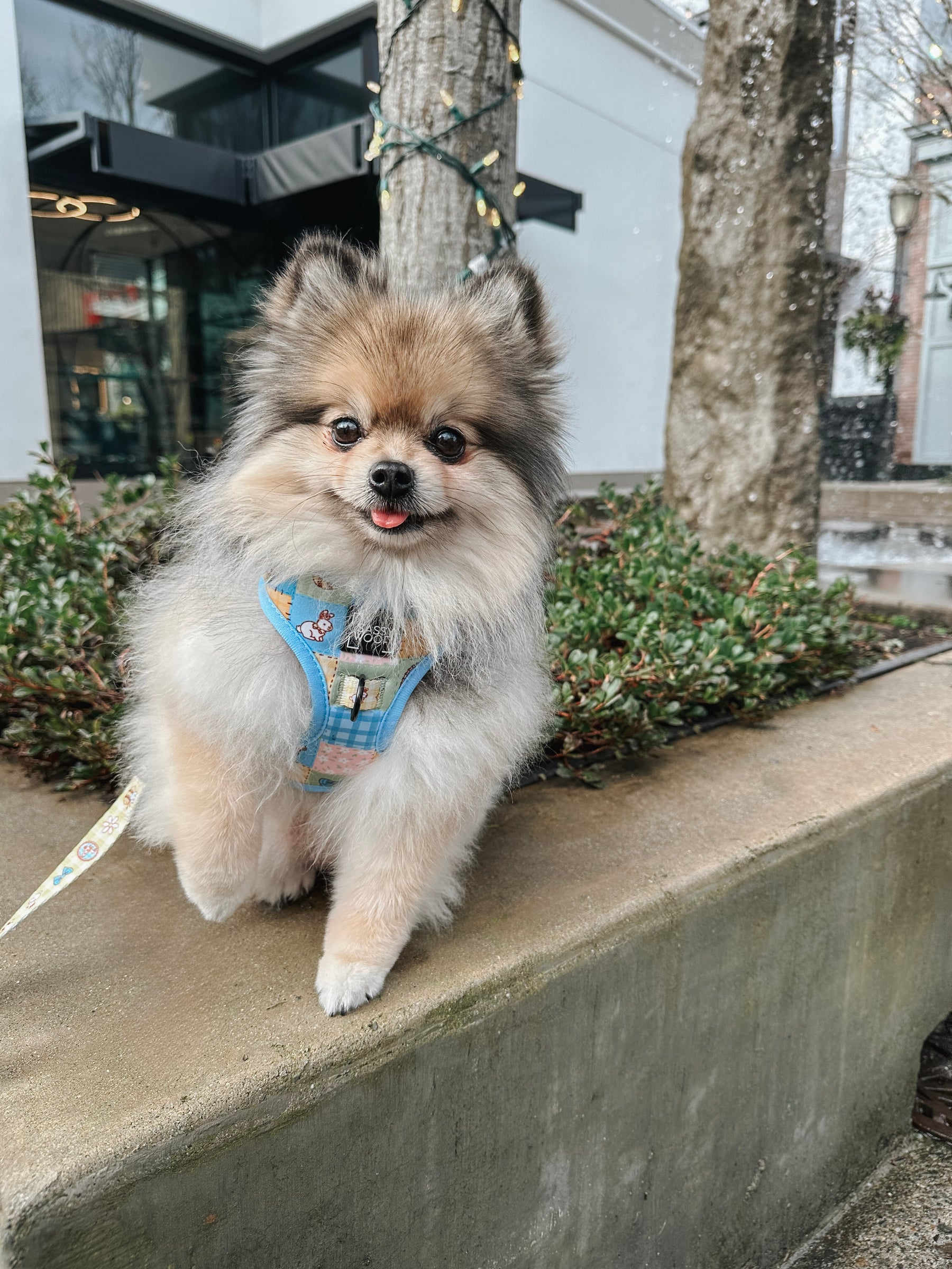 INFLUENCER_CONTENT | @MISS.MILLIE.POM| SIZE XXS