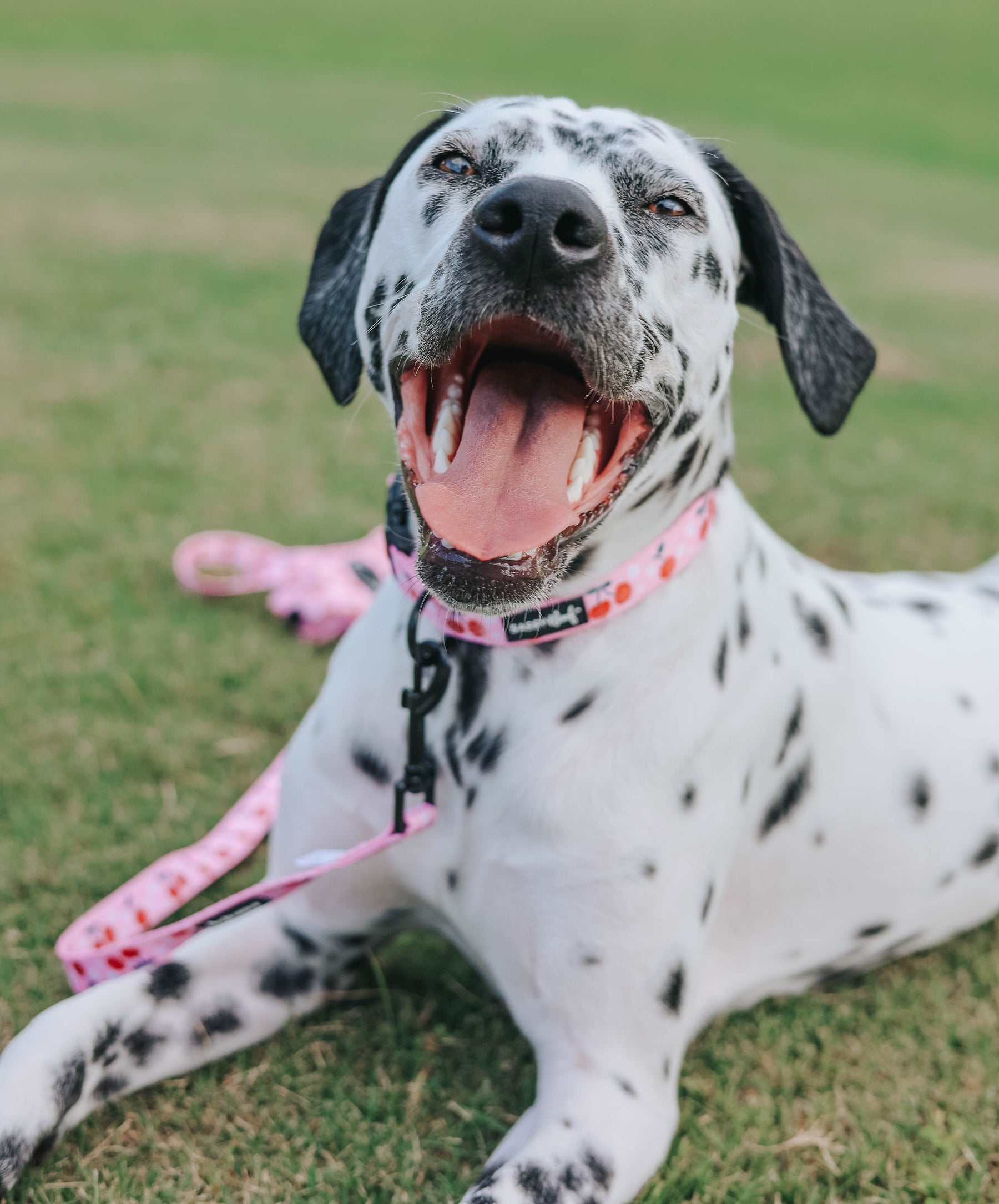 A joyful Dalmatian wearing the Sassy Woof Collar Three Piece Bundle - Mon Chérry lies on green grass, mouth open in delight.