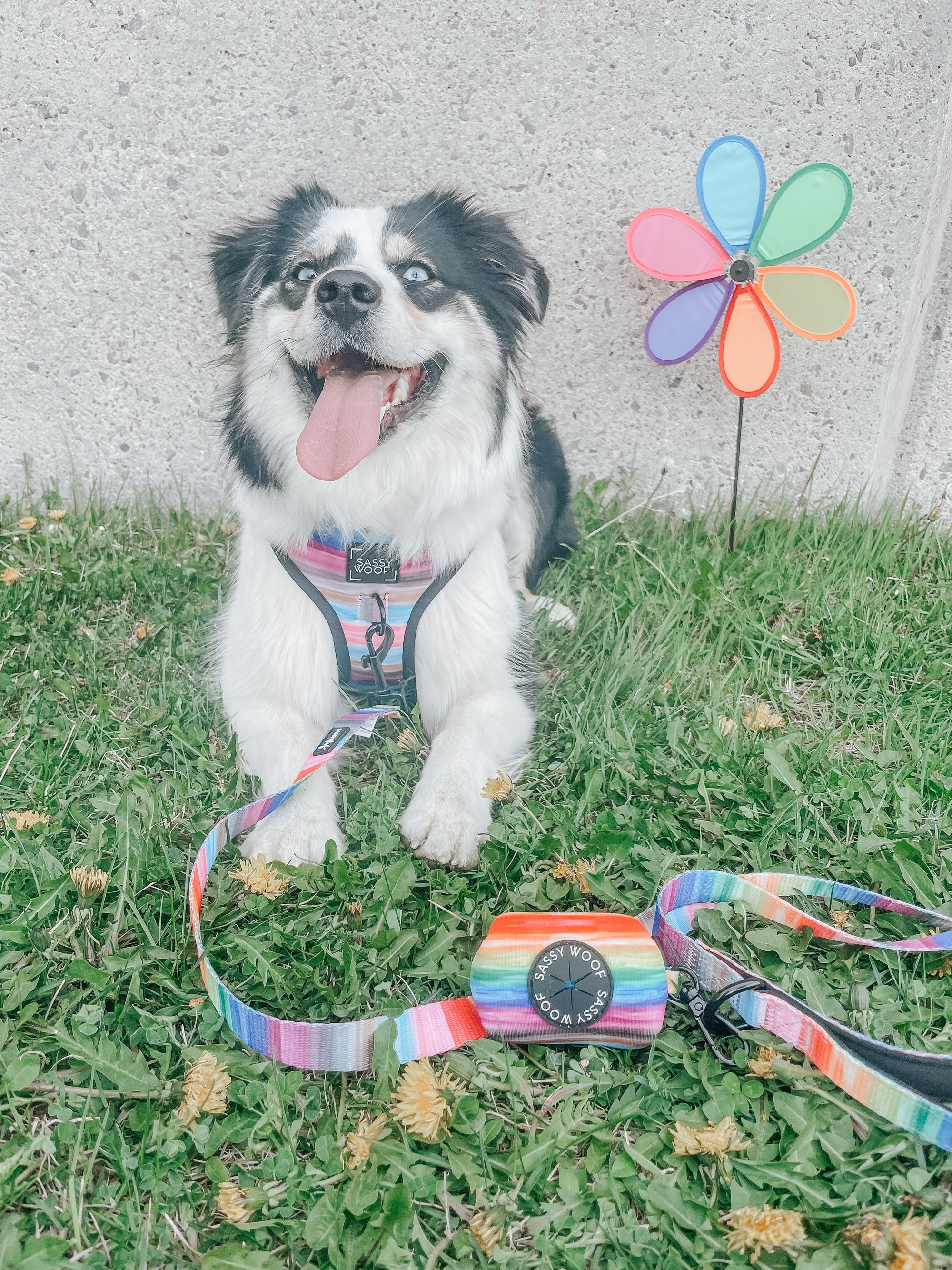 INFLUENCER_CONTENT | @MOTLEY_THE_AUSSIE