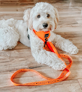 Dog Two Piece Bundle - Neon Orange