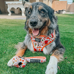 INFLUENCER_CONTENT | @OLLIETHEEAUSSIE