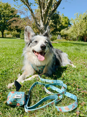 INFLUENCER_CONTENT | @OXOTHEAUGGIE I COLLAR SIZE: L & HARNESS SIZE: L