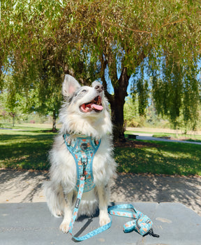 INFLUENCER_CONTENT | @OXOTHEAUGGIE I COLLAR SIZE: L & HARNESS SIZE: L