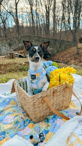 INFLUENCER_CONTENT | @THEADVENTURESOFFRODOANDDAISY | 