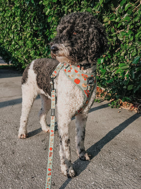 INFLUENCER_CONTENT | @PETROCKPACK | SIZE M & L