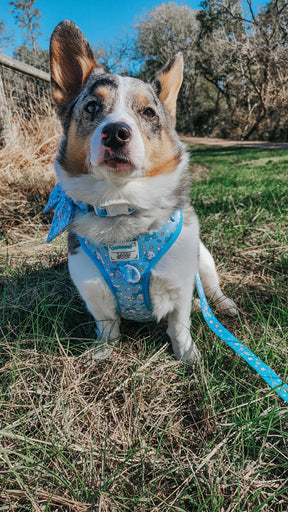 A tricolor Corgi in a light blue harness and Sassy Woof Dog Leash - Cinnamoroll™ sits on green grass with trees and a fence behind, looking up at the camera on a sunny day.