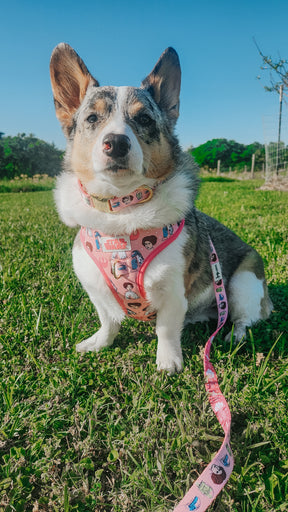 INFLUENCER_CONTENT | @PETUNIAJUNE_CORGI | SIZE M