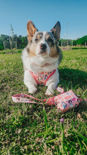 INFLUENCER_CONTENT | @PETUNIAJUNE_CORGI