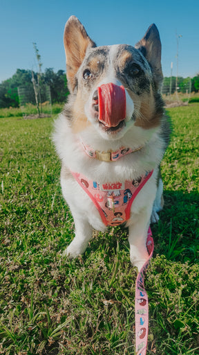 INFLUENCER_CONTENT | @PETUNIAJUNE_CORGI | SIZE M