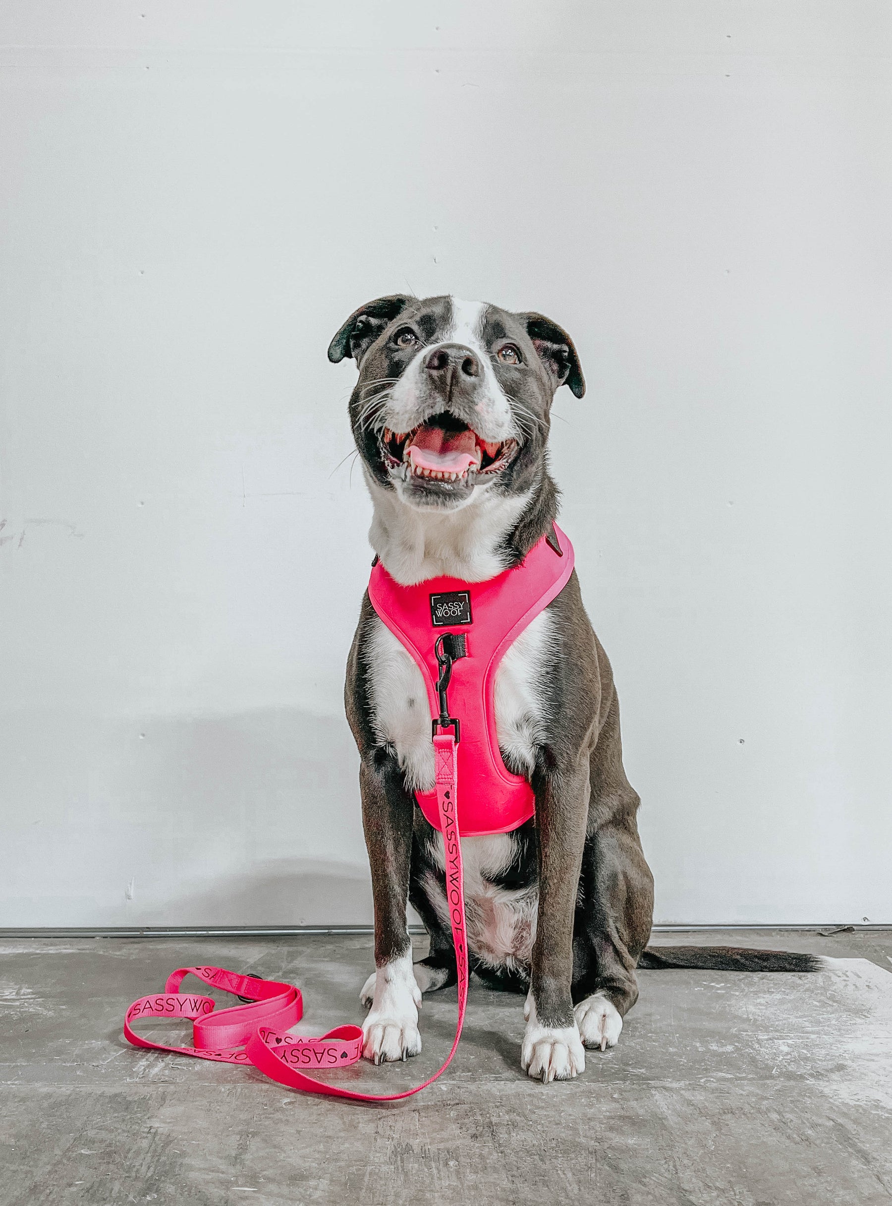 Dog Two Piece Bundle - Neon Pink