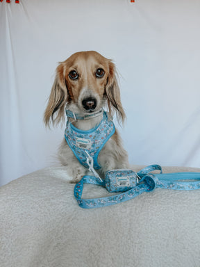 A small, light brown dog with long ears sits on a soft white surface, wearing a matching blue harness and the Sassy Woof Dog Leash - Cinnamoroll™, featuring cute cartoon patterns. The background is plain white.