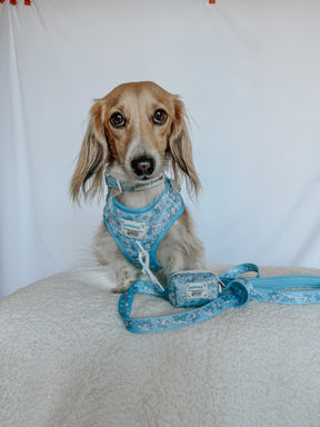 INFLUENCER_CONTENT | @POPPINTHEDACHSHUND | SIZE S