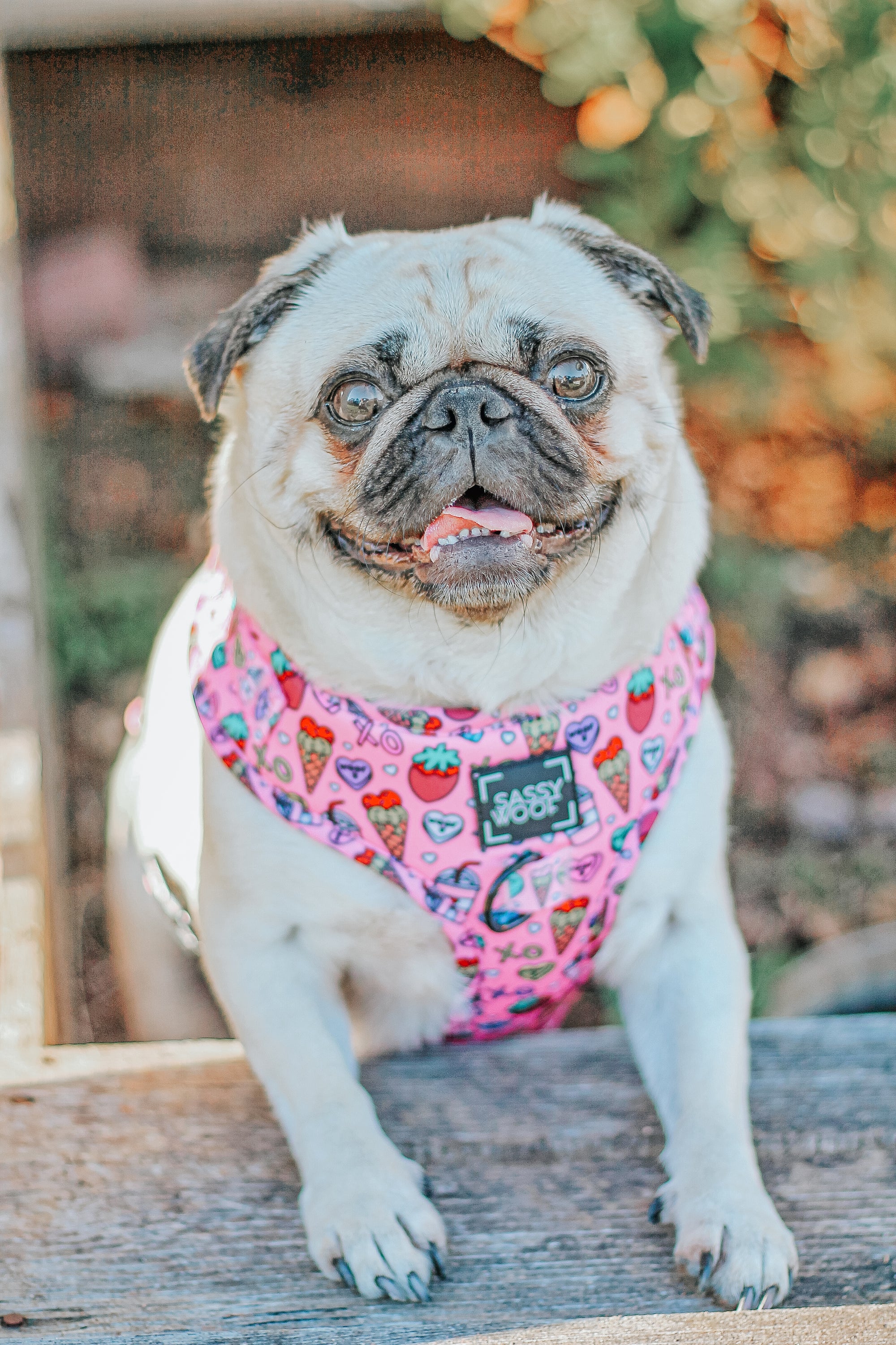 INFLUENCER_CONTENT | @LITTLEMISSYTHEPUG | SIZE M