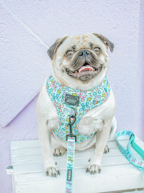 INFLUENCER_CONTENT | @LITTLEMISSYTHEPUG