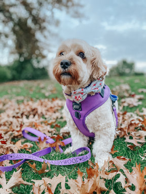 INFLUENCER_CONTENT | @PUPPUPBEAR