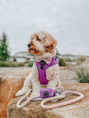 INFLUENCER_CONTENT | @PUPPUPBEAR