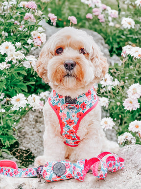 INFLUENCER_CONTENT | @PUPPUPBEAR