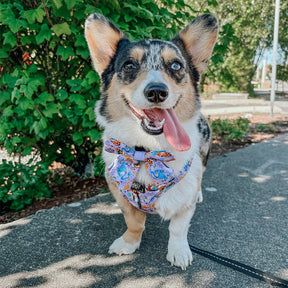 INFLUENCER_CONTENT | @QUINN.THA.CORGI 