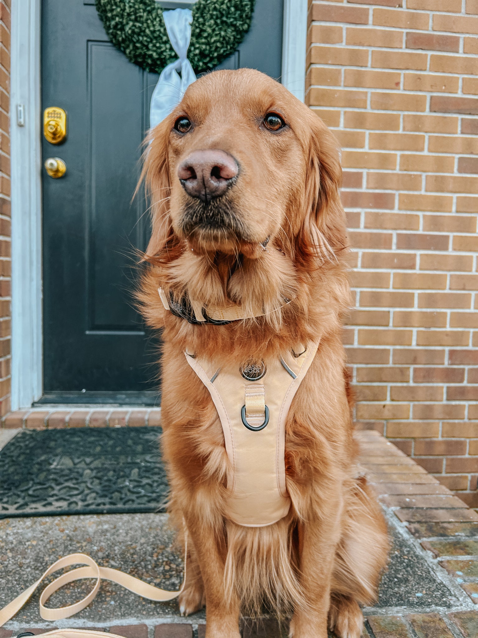 INFLUENCER_CONTENT | @SCOUTTHEGOLDEN_VA | SIZE L & L