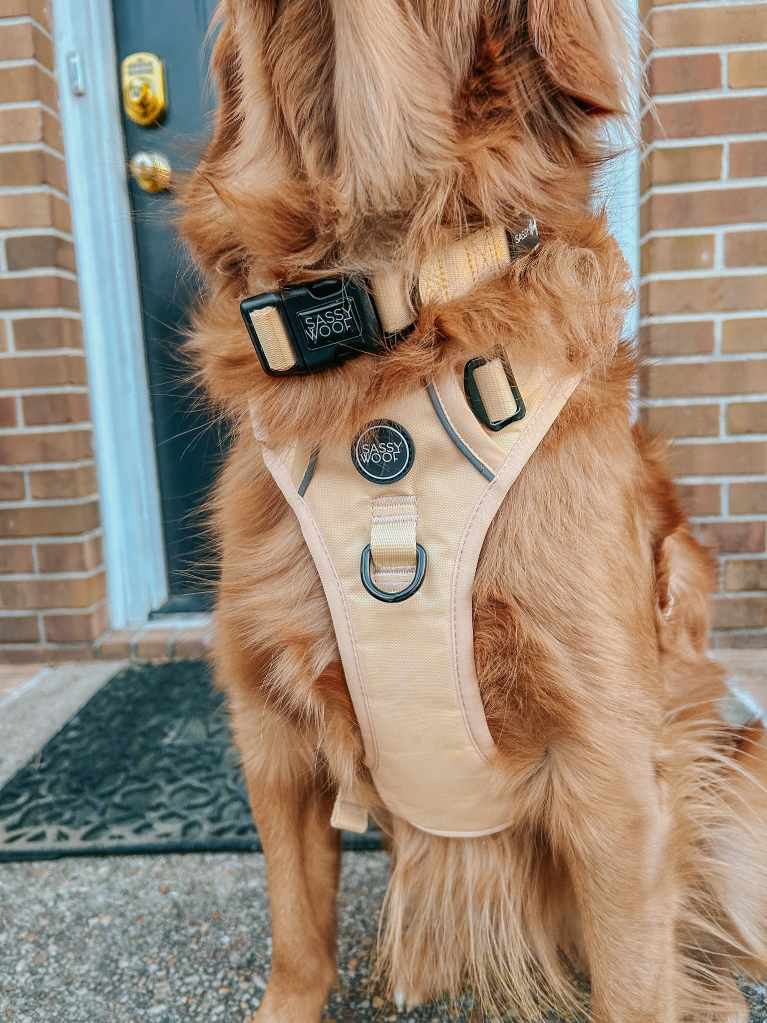 INFLUENCER_CONTENT | @SCOUTTHEGOLDEN_VA | SIZE L & L