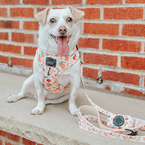 INFLUENCER_CONTENT | @TUG_THE_CHIWEENIE | SIZE XS