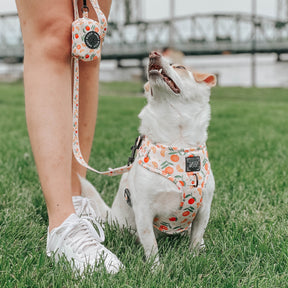 INFLUENCER_CONTENT | @TUG_THE_CHIWEENIE | XS