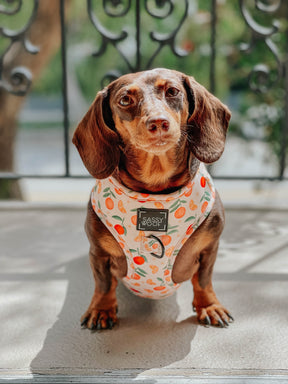 INFLUENCER_CONTENT | @PUMPKIN_WEENIE | SIZE S