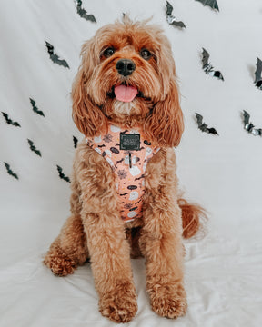 INFLUENCER_CONTENT | @SIT_OLLIE_SIT | SIZE M
