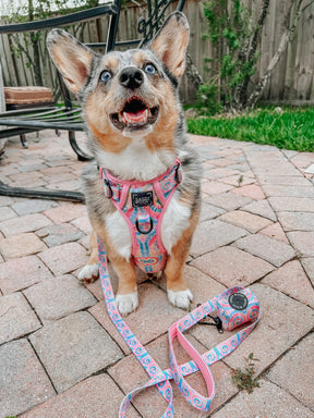 INFLUENCER_CONTENT | @STORMY_CORGI