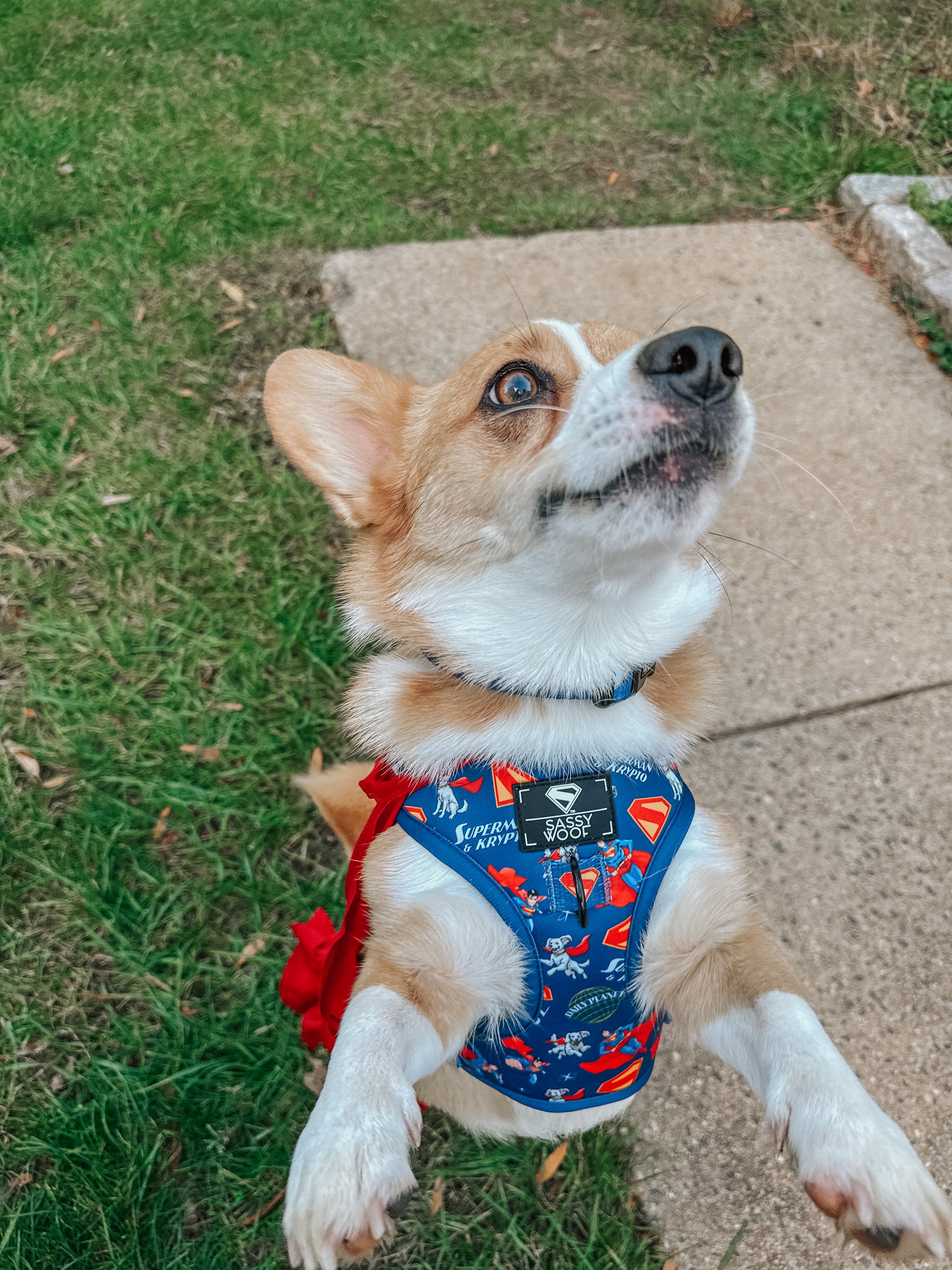 INFLUENCER_CONTENT | @TATERTHECORGI23 | SIZE M & S