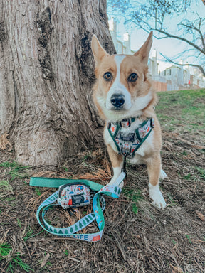 INFLUENCER_CONTENT | @TATERTHECORGI23 