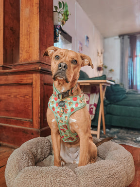 INFLUENCER_CONTENT | @THEOGPUPPERS| SIZE L & XL