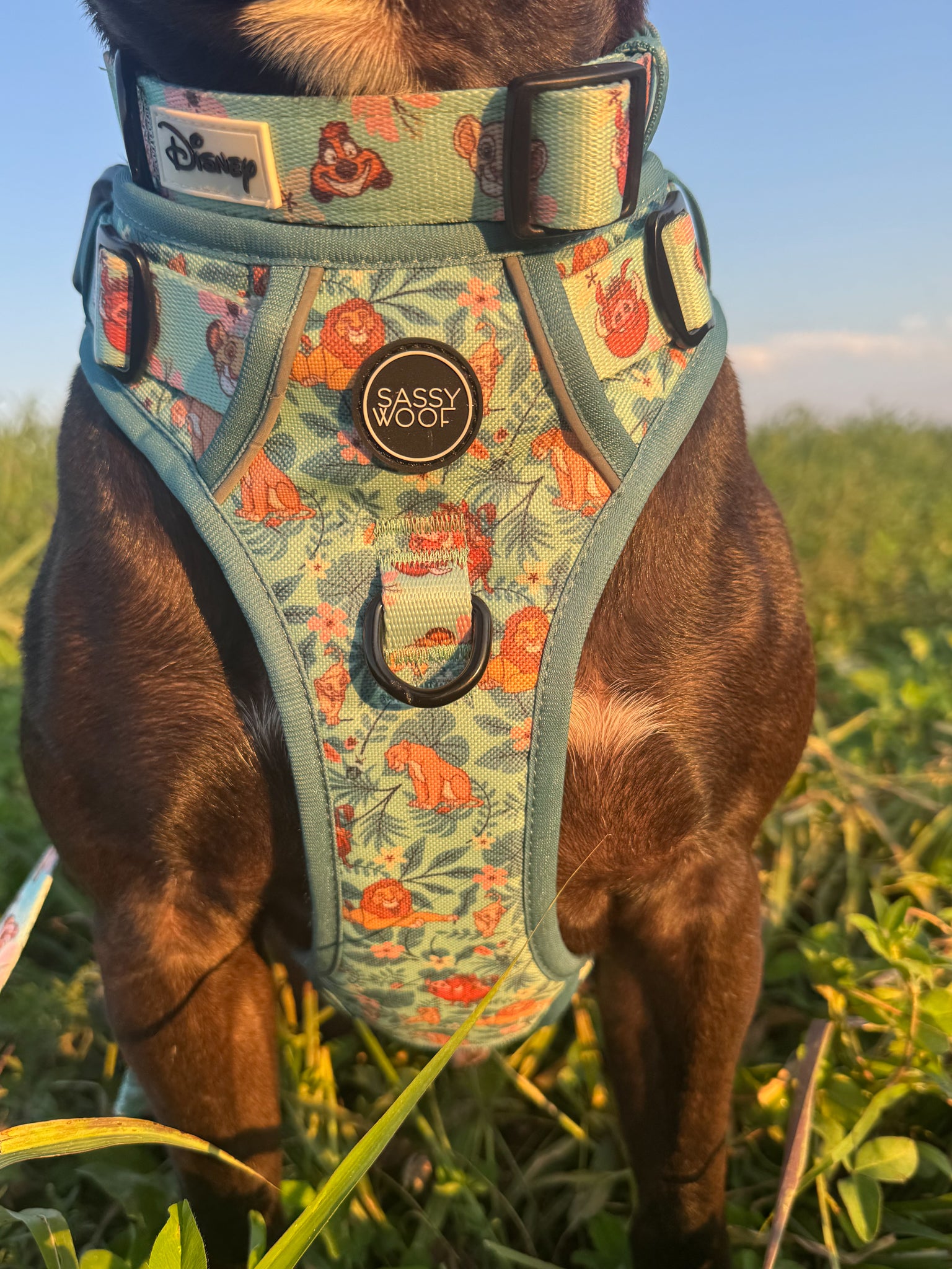 INFLUENCER_CONTENT | @_THEPITTYPACK_ I COLLAR SIZE: L & HARNESS SIZE: L