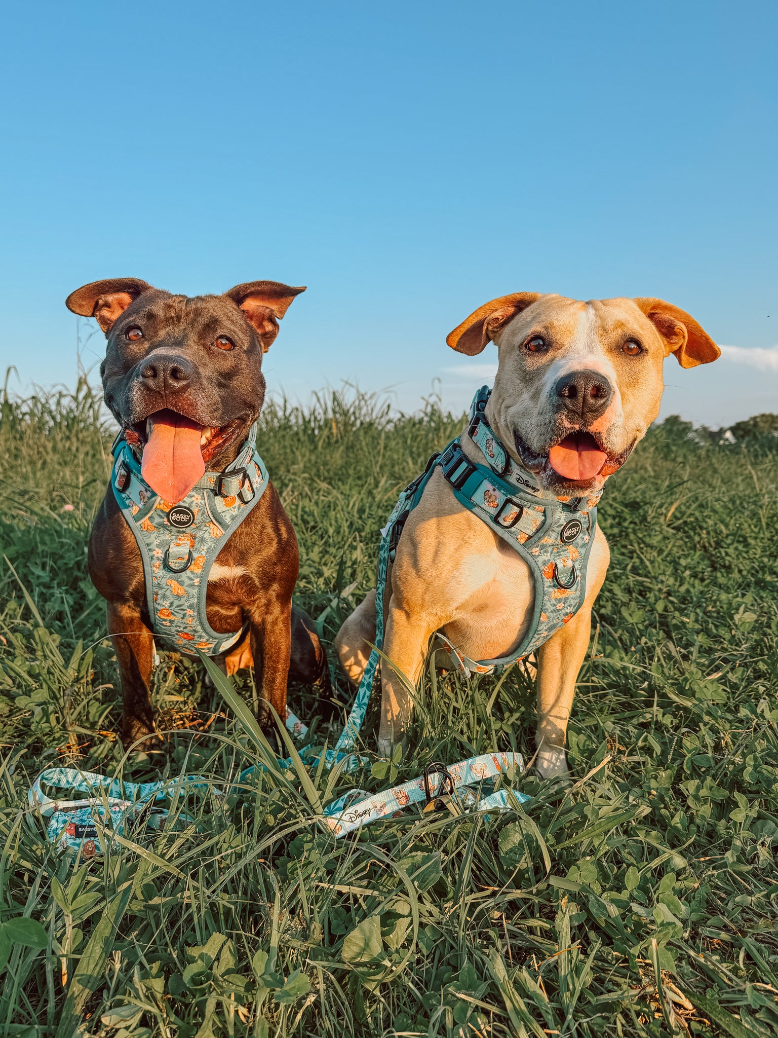 INFLUENCER_CONTENT | @_THEPITTYPACK_ I COLLAR SIZE: L & HARNESS SIZE: L