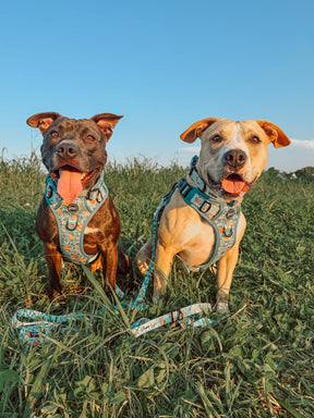 INFLUENCER_CONTENT | @_THEPITTYPACK_ I COLLAR SIZE: L & HARNESS SIZE: L
