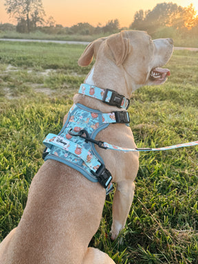 INFLUENCER_CONTENT | @_THEPITTYPACK_ I COLLAR SIZE: L & HARNESS SIZE: L