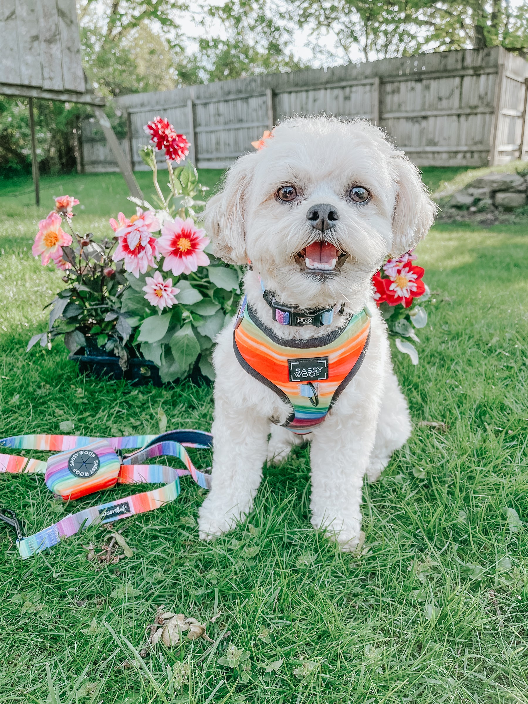 INFLUENCER_CONTENT | @THEPUPNAMEDPJ