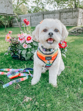 INFLUENCER_CONTENT | @THEPUPNAMEDPJ