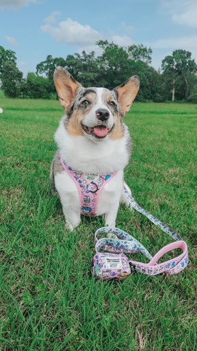 INFLUENCER_CONTENT | @PETUNIAJUNE_CORGI