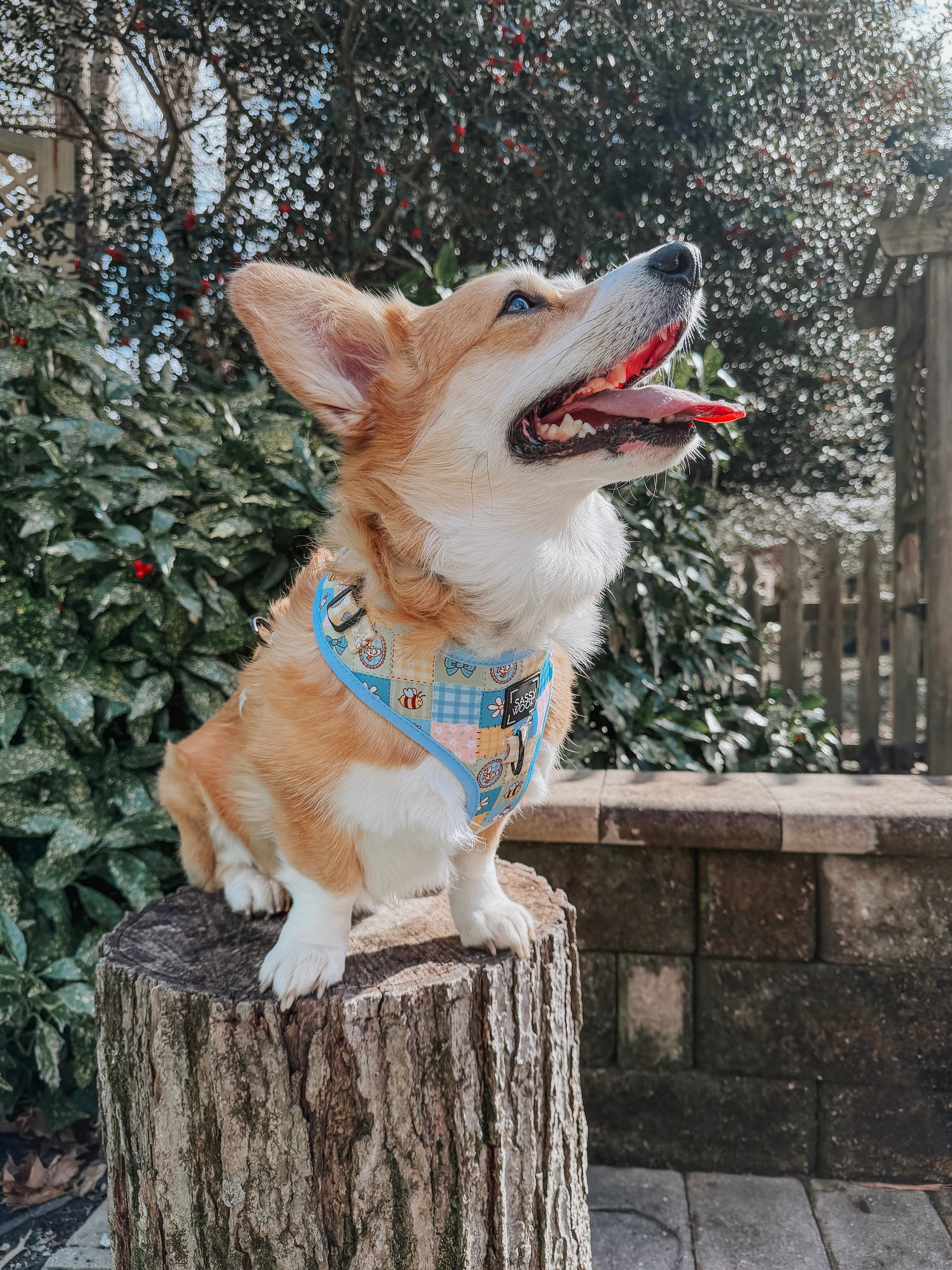 INFLUENCER_CONTENT | @WAFFLE.THE.WIGGLEBUTT| SIZE L