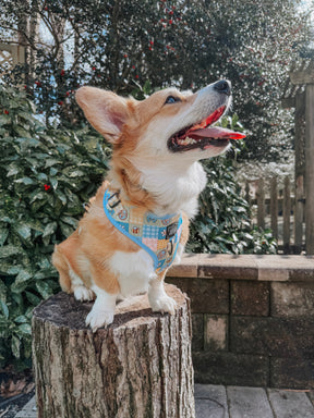 INFLUENCER_CONTENT | @WAFFLE.THE.WIGGLEBUTT| SIZE L