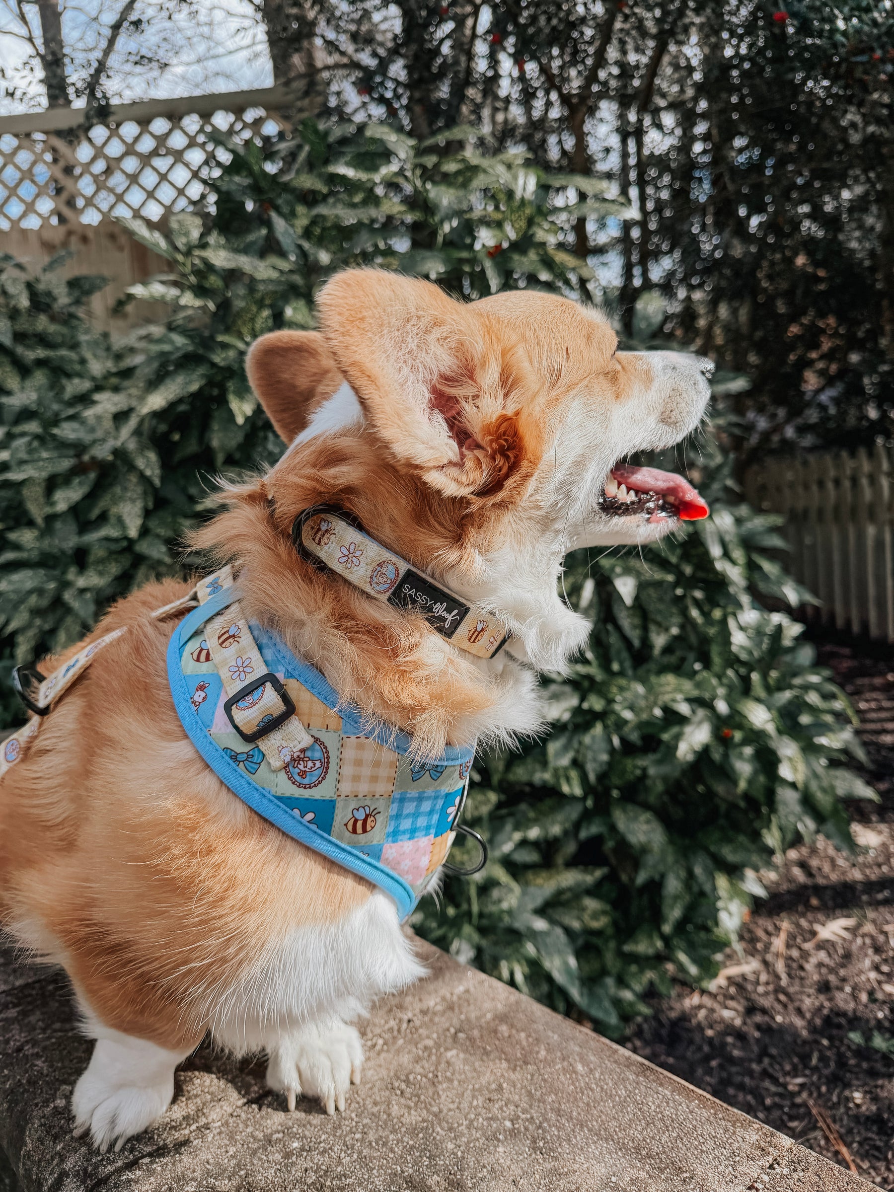 INFLUENCER_CONTENT | @WAFFLE.THE.WIGGLEBUTT| SIZE M & L