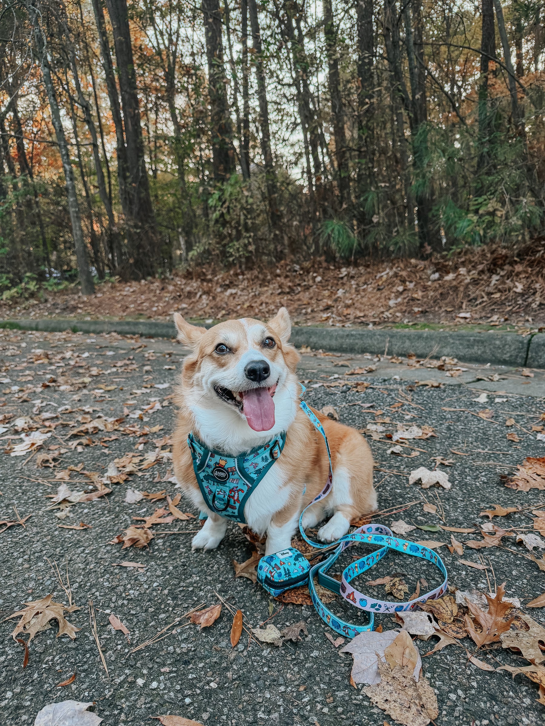 INFLUENCER_CONTENT | @WAFFLE.THE.WIGGLEBUTT
