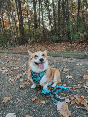 INFLUENCER_CONTENT | @WAFFLE.THE.WIGGLEBUTT | SIZE L