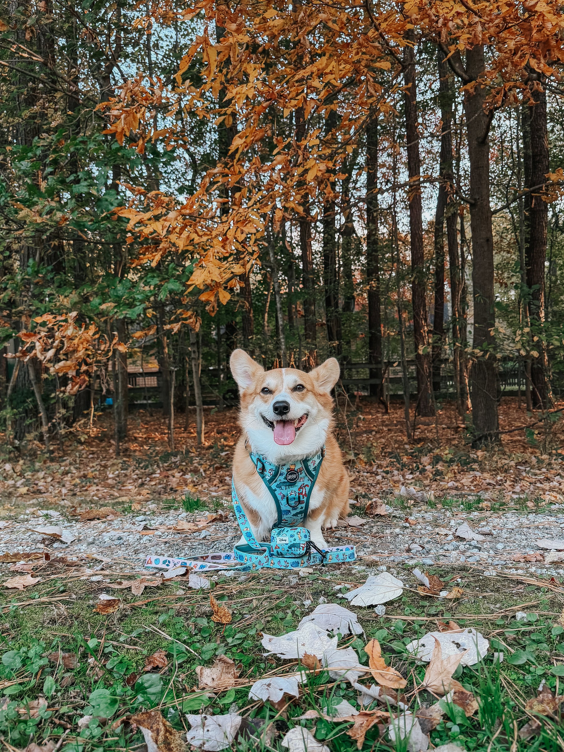 INFLUENCER_CONTENT | @WAFFLE.THE.WIGGLEBUTT | SIZE M & L