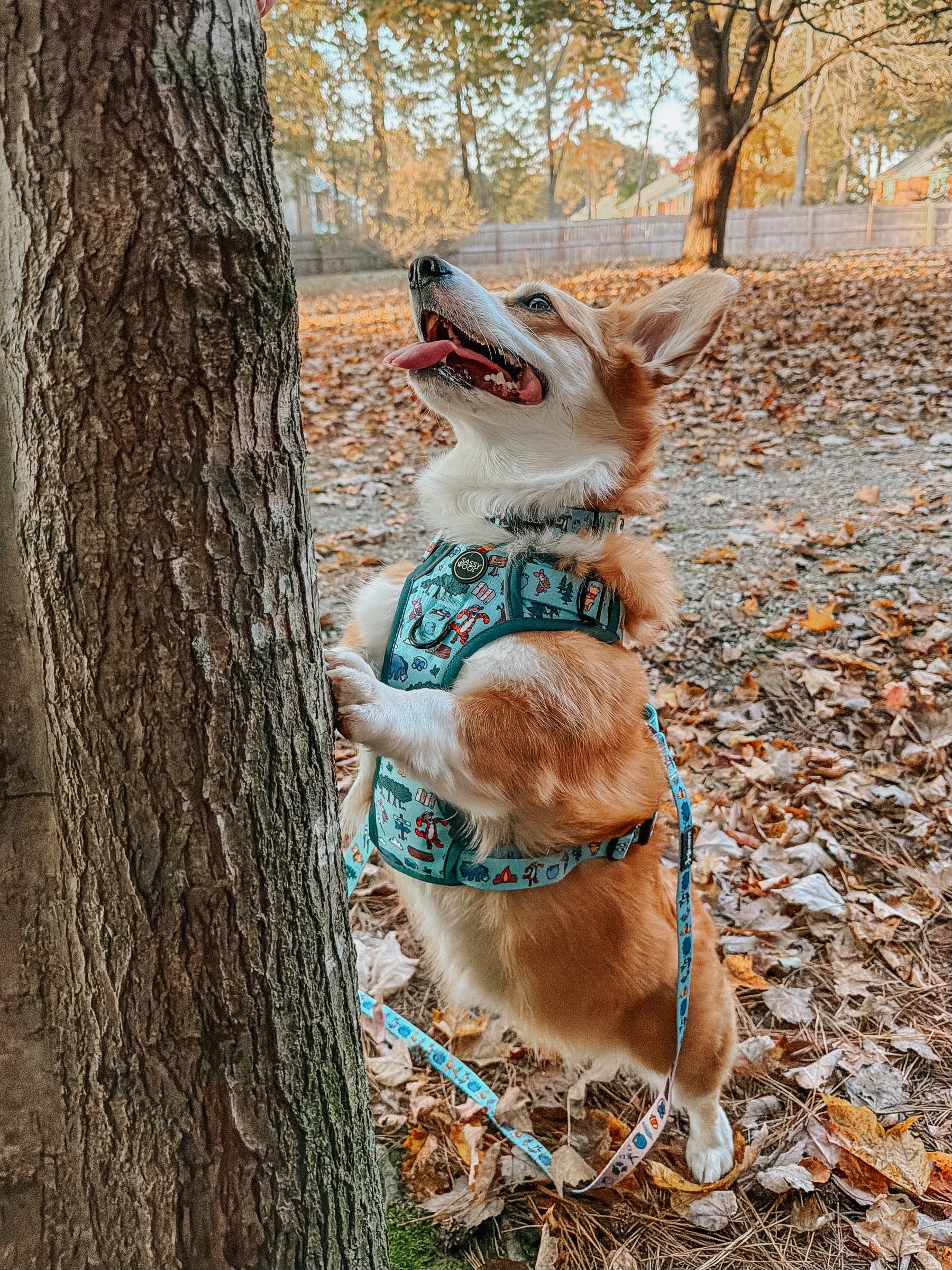 INFLUENCER_CONTENT | @WAFFLE.THE.WIGGLEBUTT | SIZE M