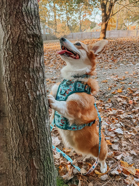 INFLUENCER_CONTENT | @WAFFLE.THE.WIGGLEBUTT | SIZE M