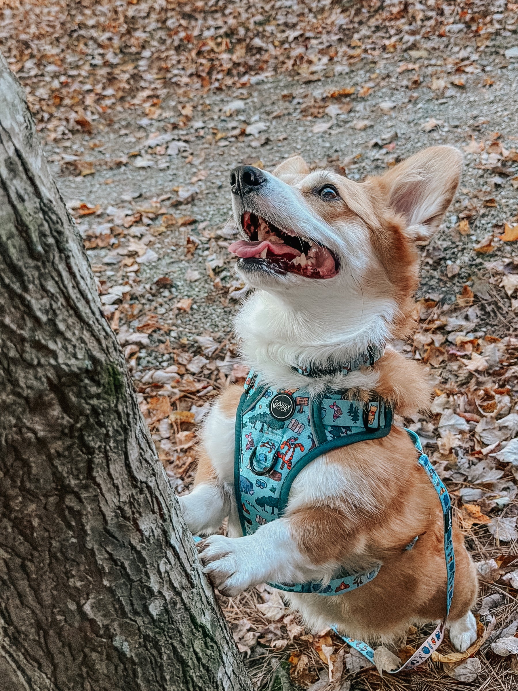 INFLUENCER_CONTENT | @WAFFLE.THE.WIGGLEBUTT | SIZE M