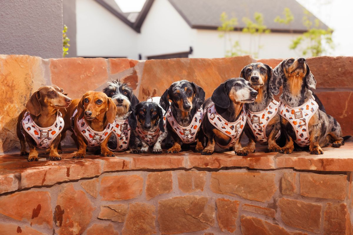 Eight dachshunds wearing matching white vests with dog prints sit in a row on a stone ledge, posing for a photo outdoors in front of a stone wall and blurred houses in the background.